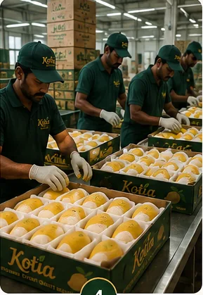 Fresh mango packing